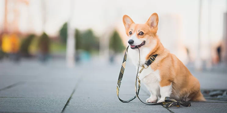 Give your pet the best walk with Pawlux!